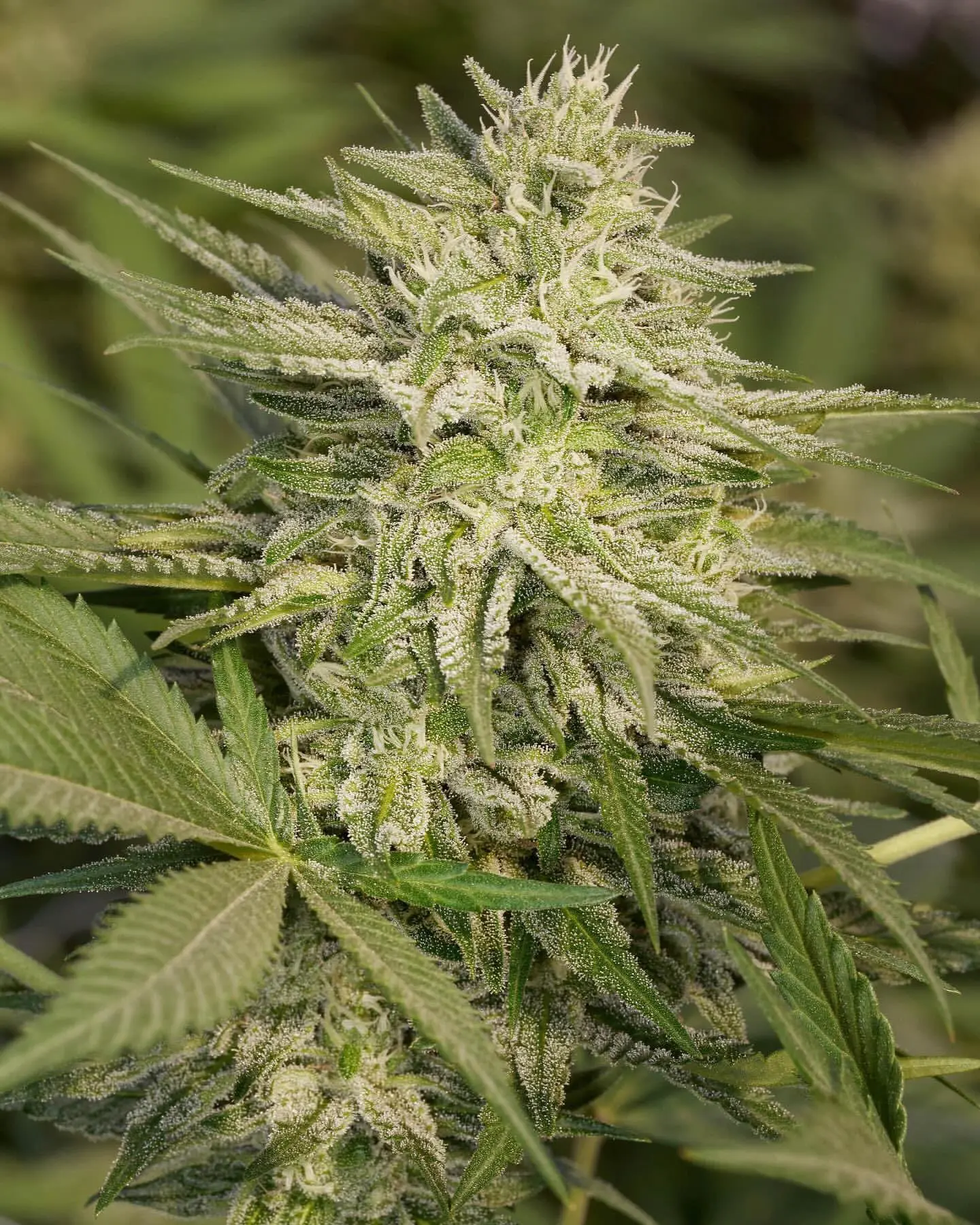 Close-up of a frosted flowering cannabis plant under natural daylight