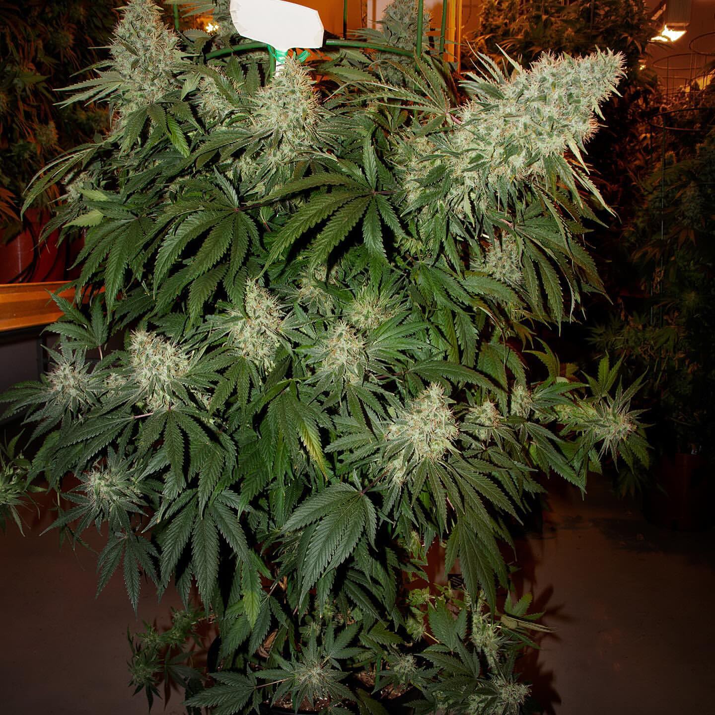 Mature plants in a controlled indoor garden ready for selection