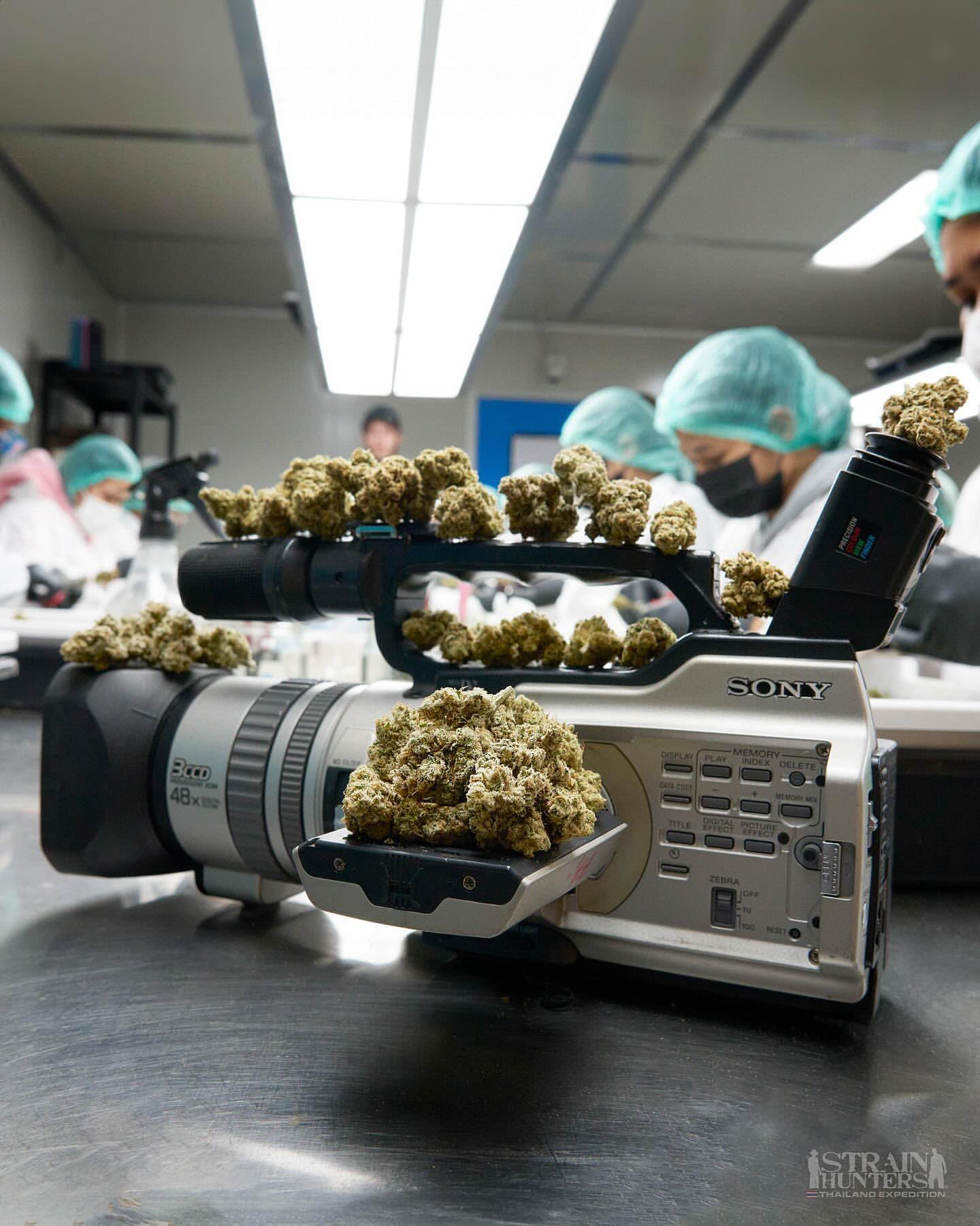 Sorting room team preparing flowers arranged on a Sony camera during a Strain Hunters expedition