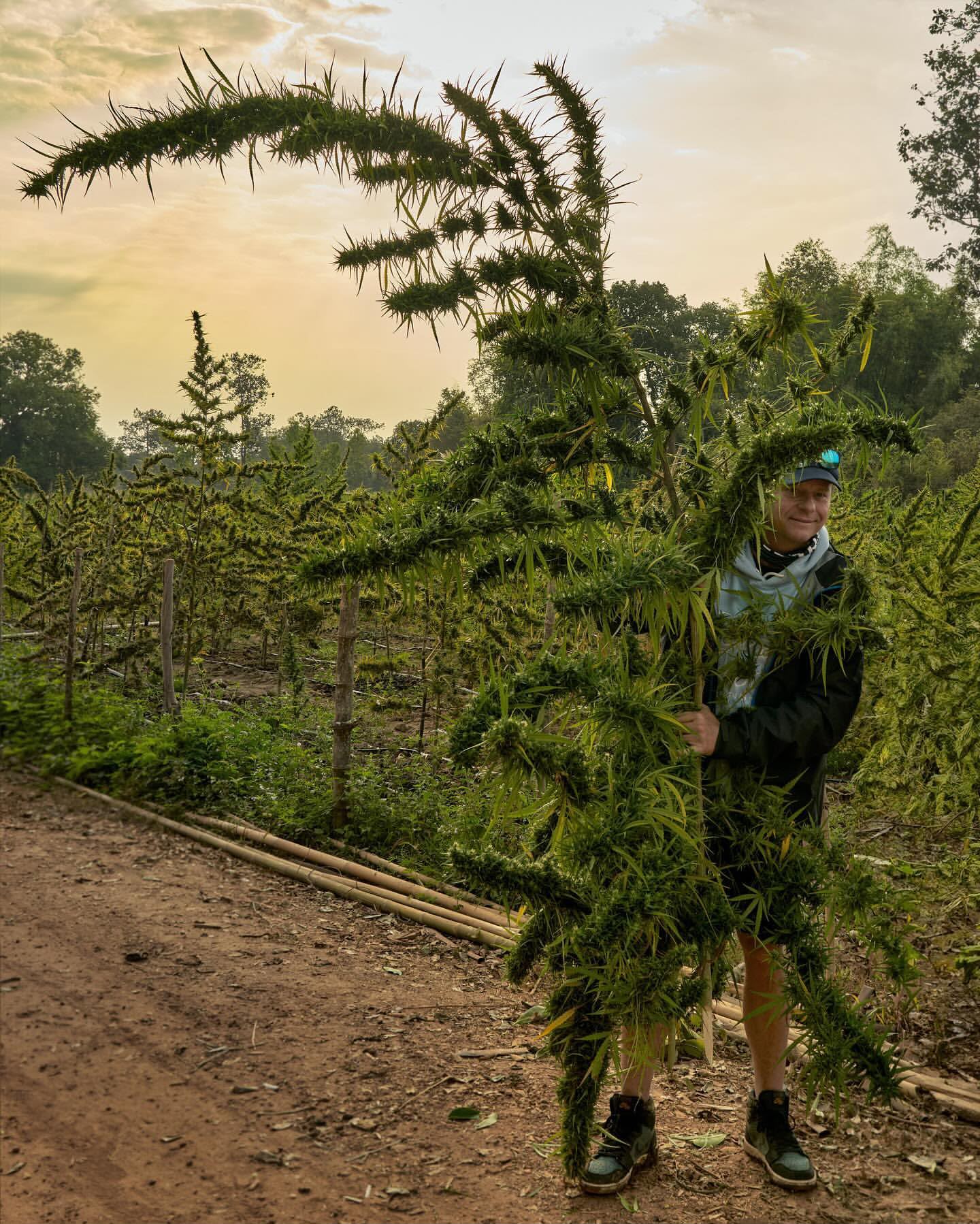 Arjan Roskam beside a towering outdoor cannabis plant during a Strain Hunters expedition